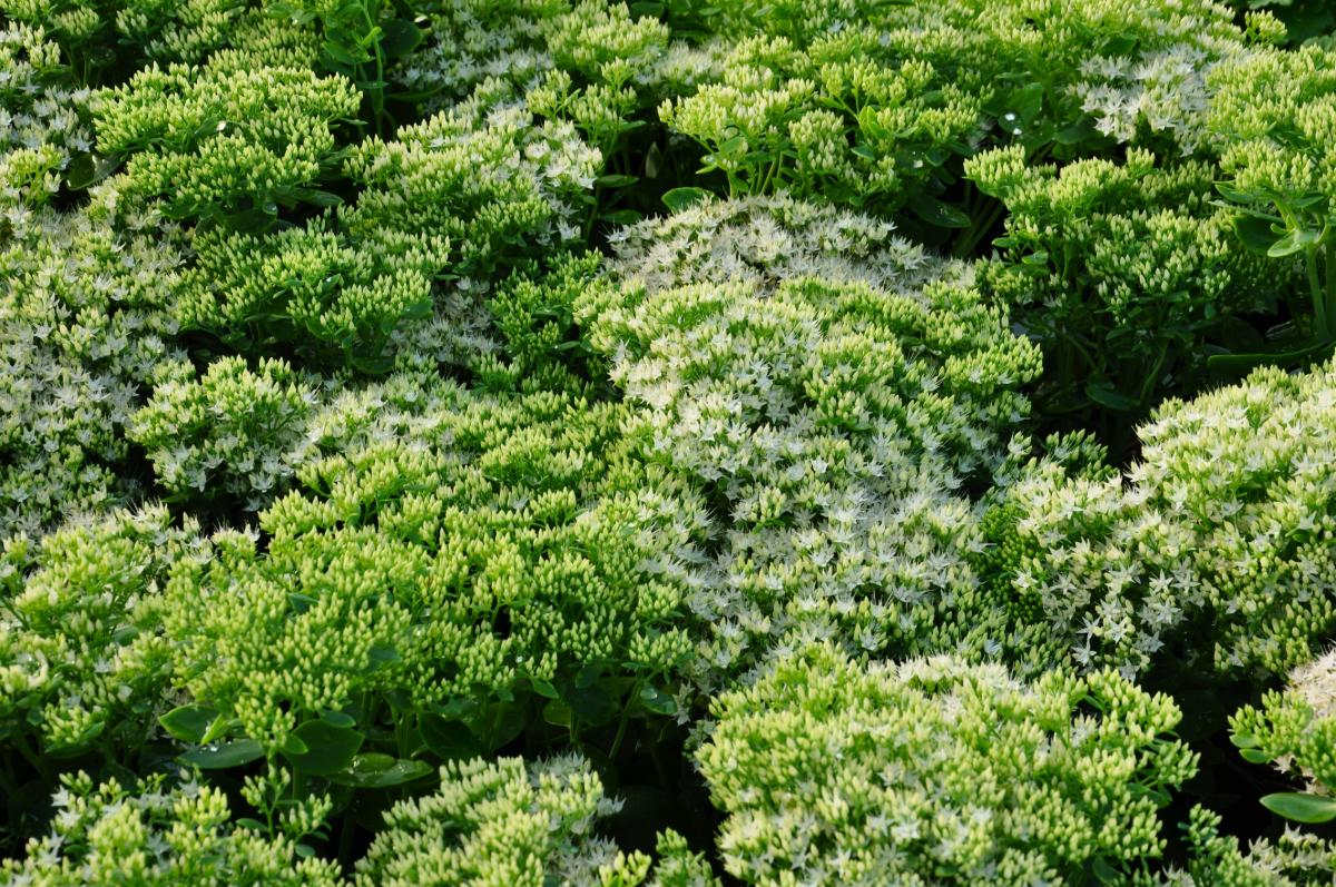 Hylotelephium spectabile 'Stardust' (was Sedum) ---