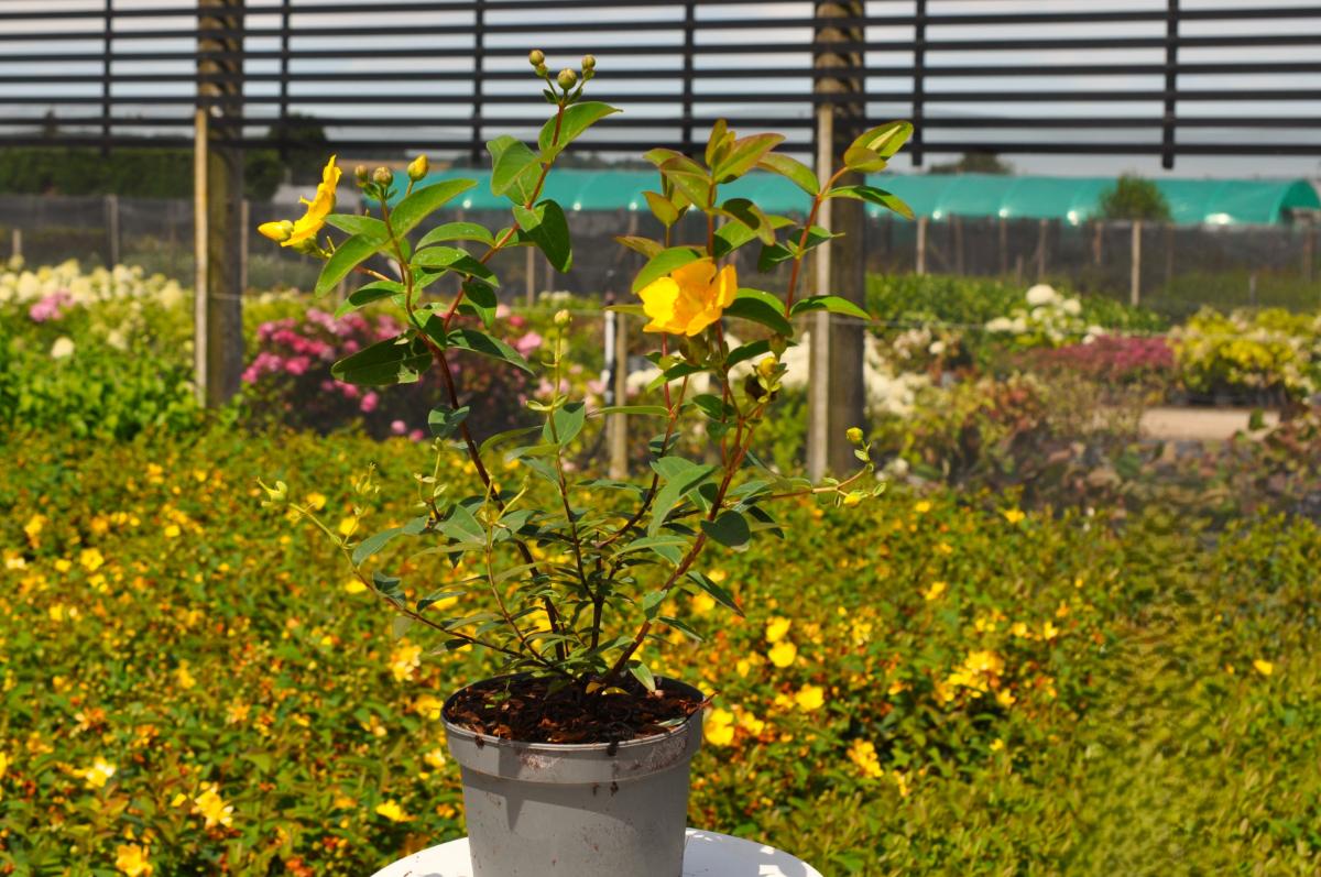 Hypericum x hidcoteense 'Hidcote' 20-30 cm