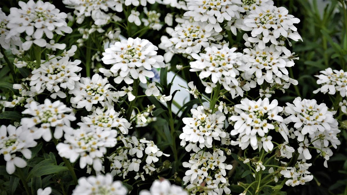 Iberis sempervirens 'Snowflake' ---