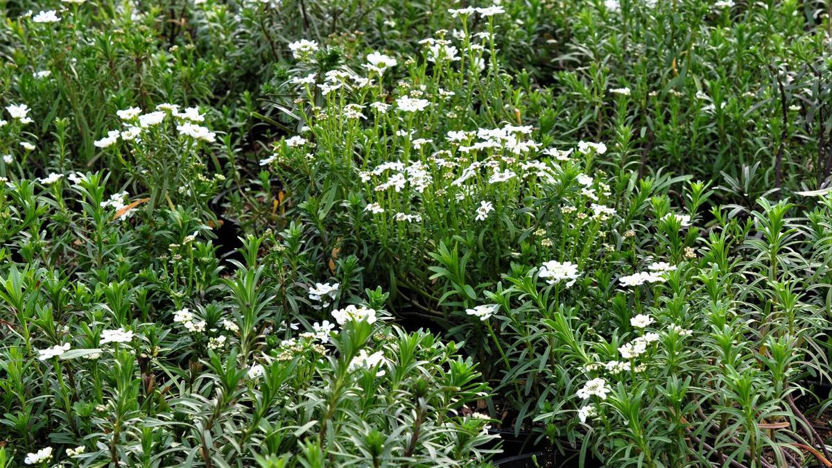 Iberis sempervirens 'Snowflake' ---