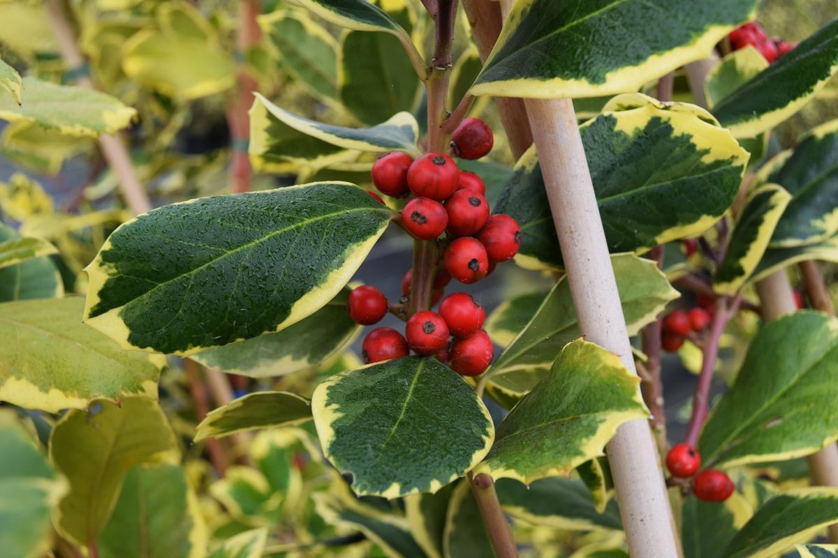 Ilex x altaclerensis 'Golden King' 20-30 cm