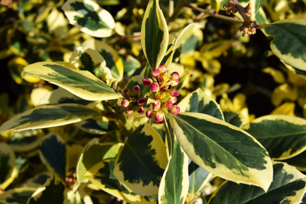 Ilex x altaclerensis 'Golden King' 20-30 cm
