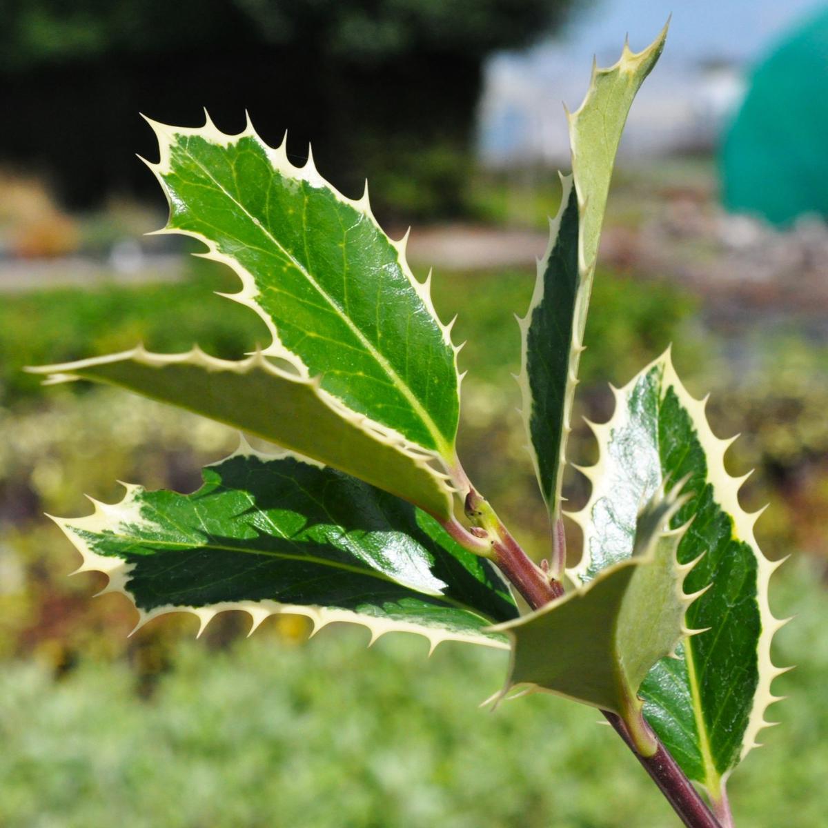 Ilex aquifolium 'Handsworth New Silver' 20-30 cm