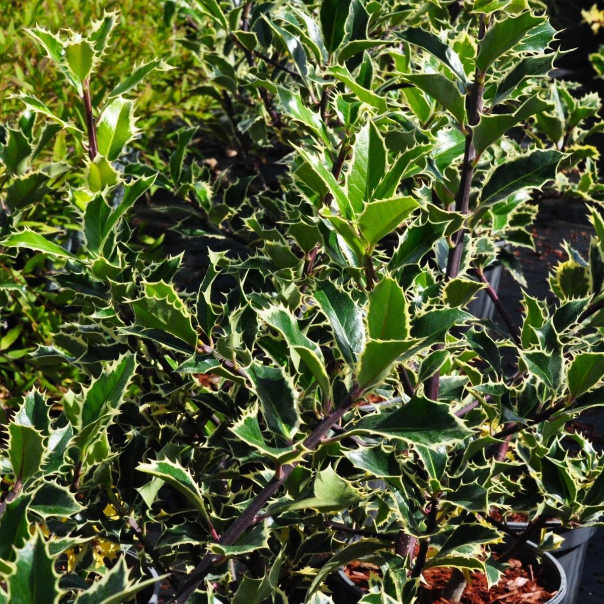 Ilex aquifolium 'Handsworth New Silver' 20-30 cm