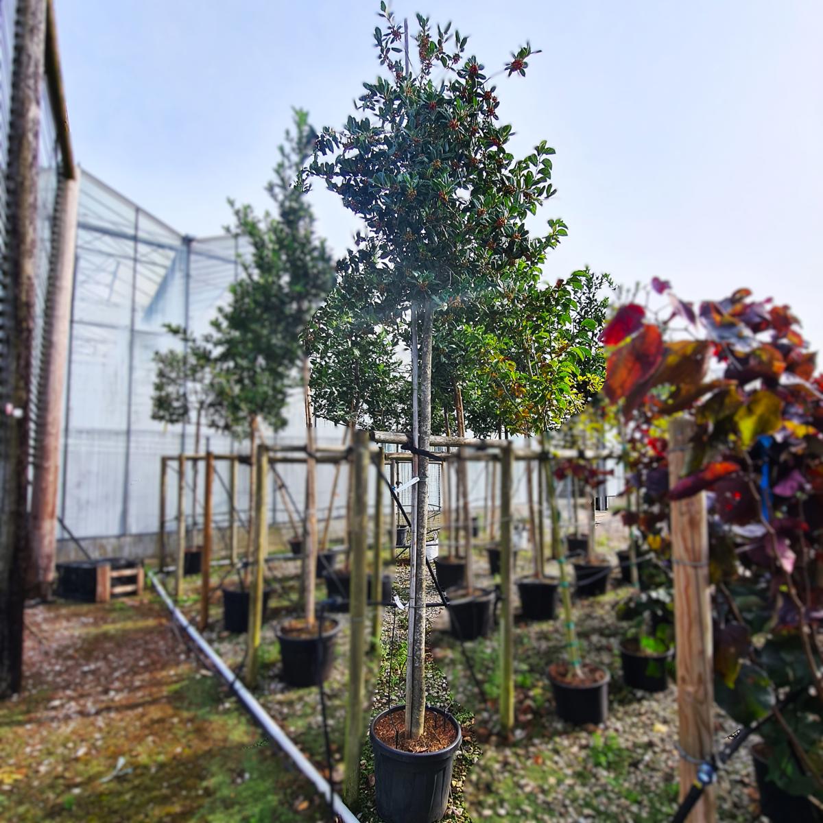 Ilex aquifolium 'Nellie R Stevens' <span class="hidden specialOffer"></span>