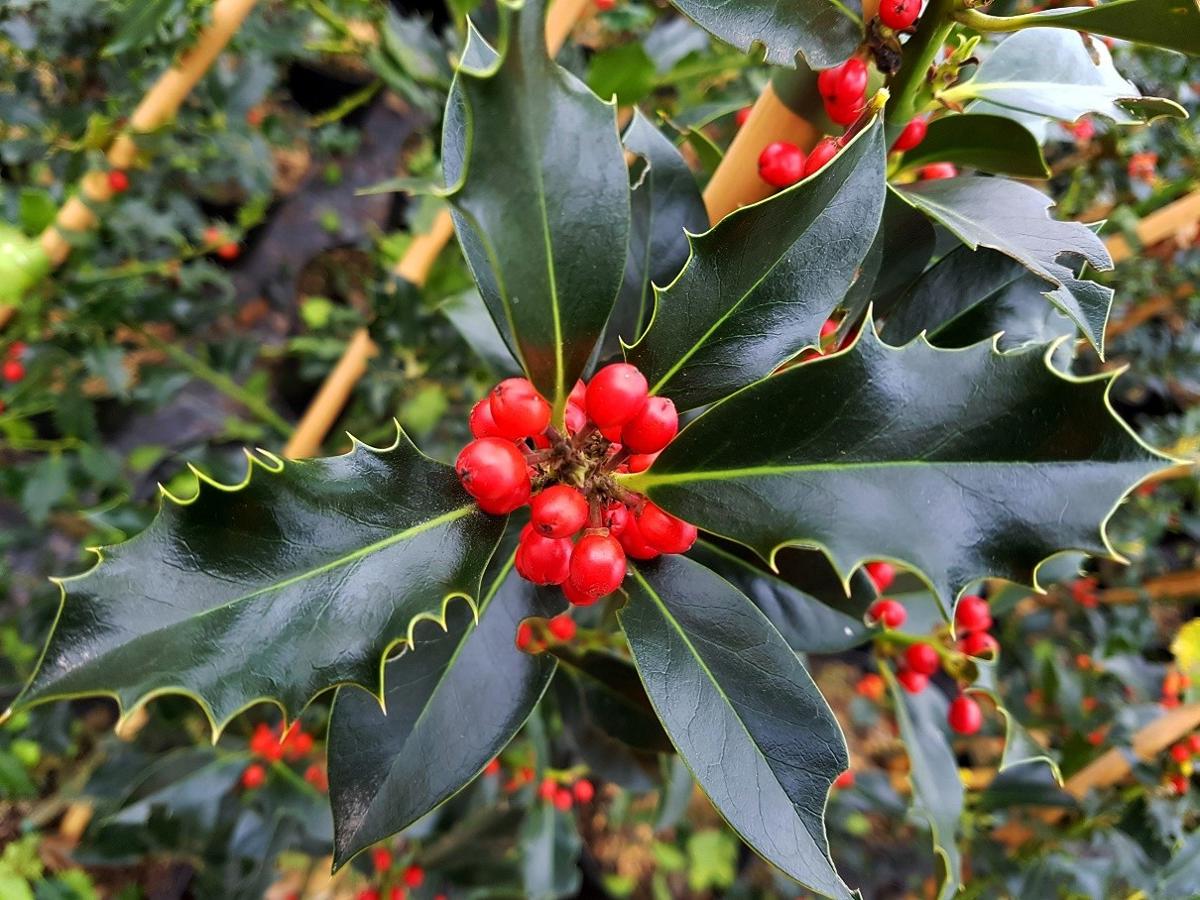 Ilex aquifolium 60-80 cm