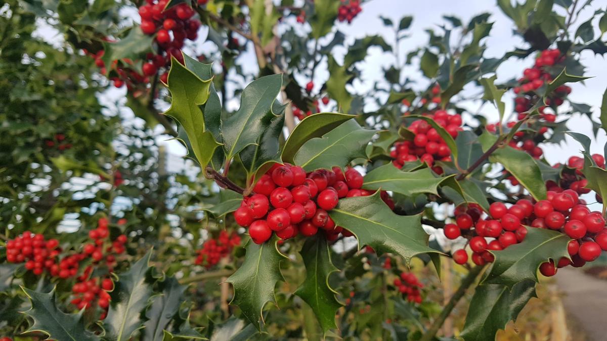 Ilex aquifolium 60-80 cm