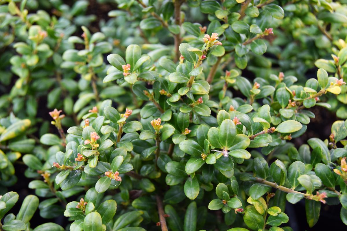 Ilex crenata 'Convexa' 30-40 cm