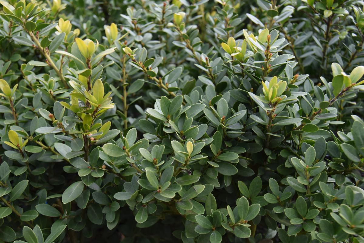 Ilex crenata 'Dark Green' 30-40 cm