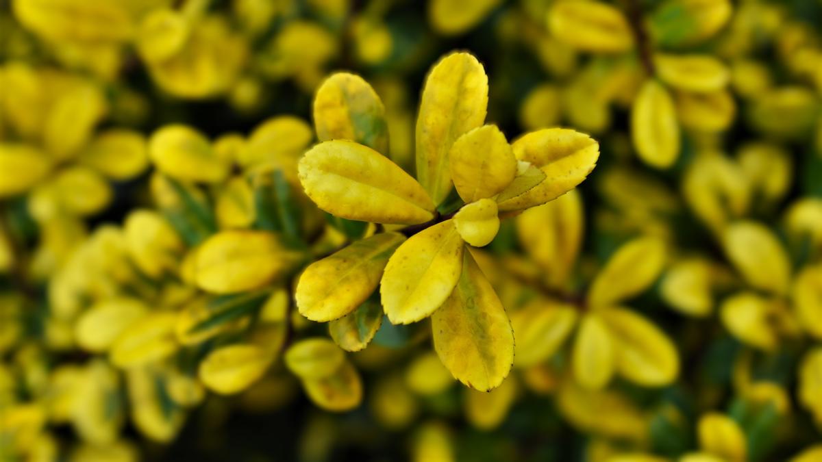 Ilex crenata 'Golden Gem' 20-30 cm
