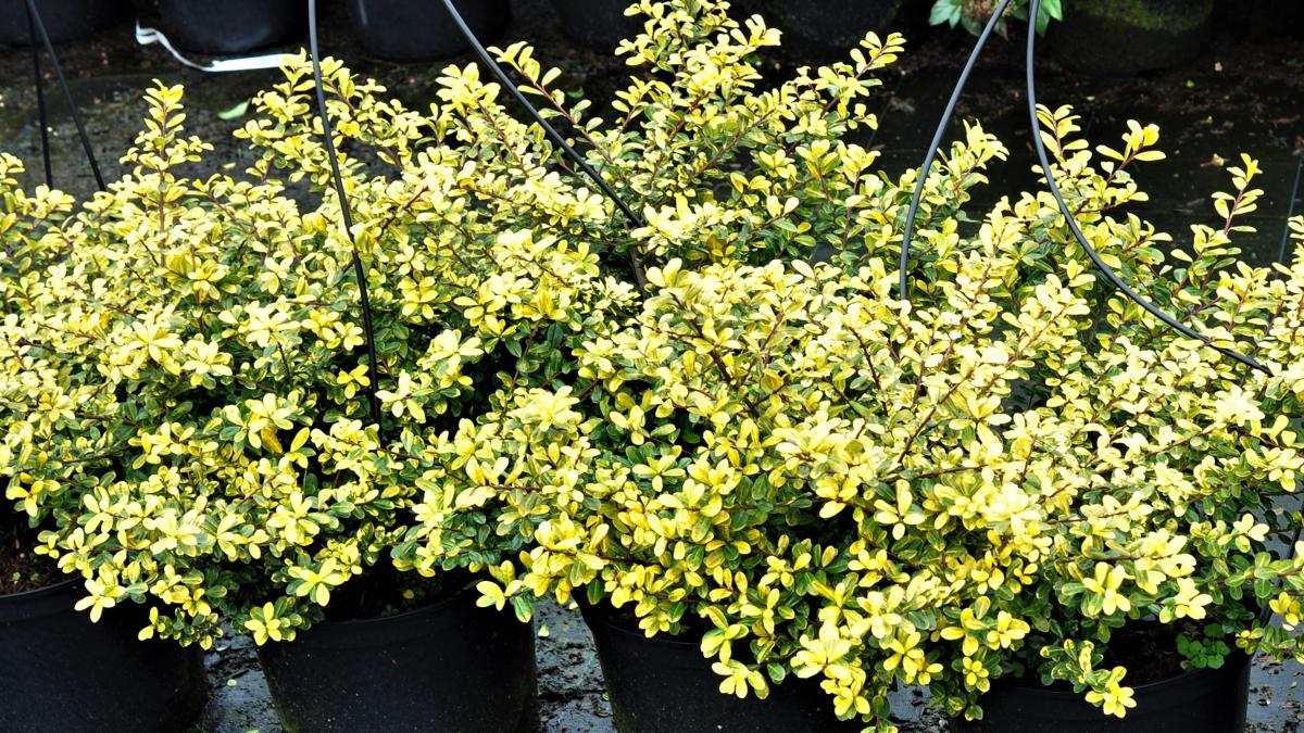 Ilex crenata 'Golden Gem' 20-30 cm