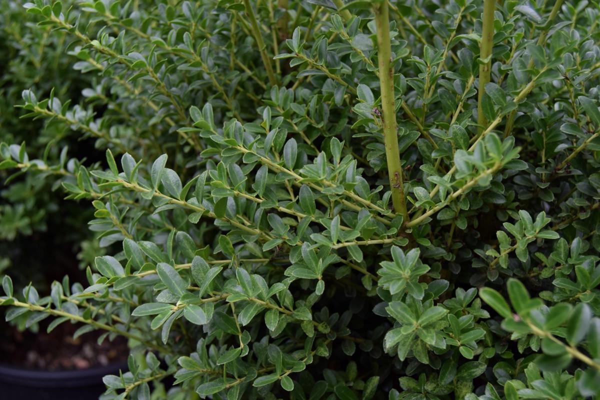Ilex crenata 80-100 cm