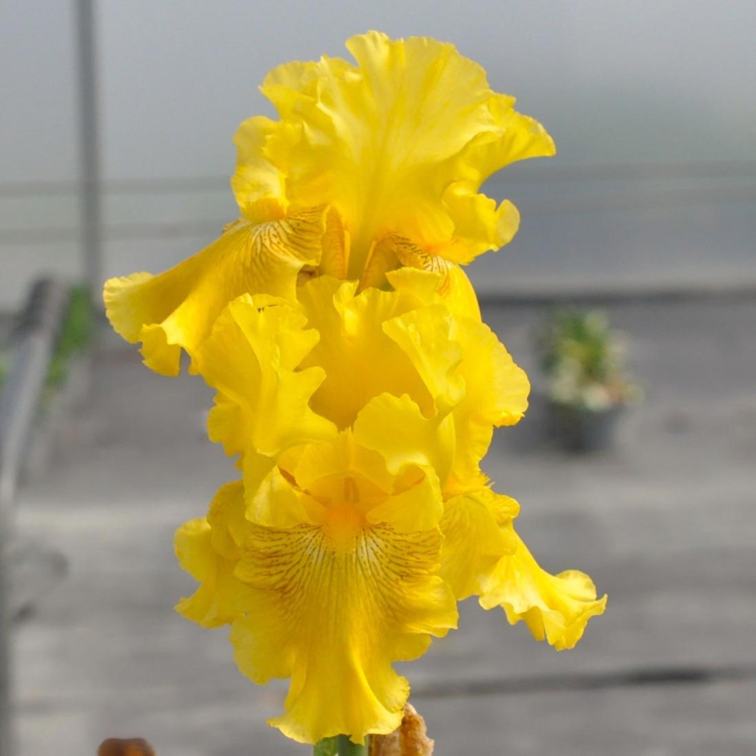 Iris 'Berkeley Gold' ---