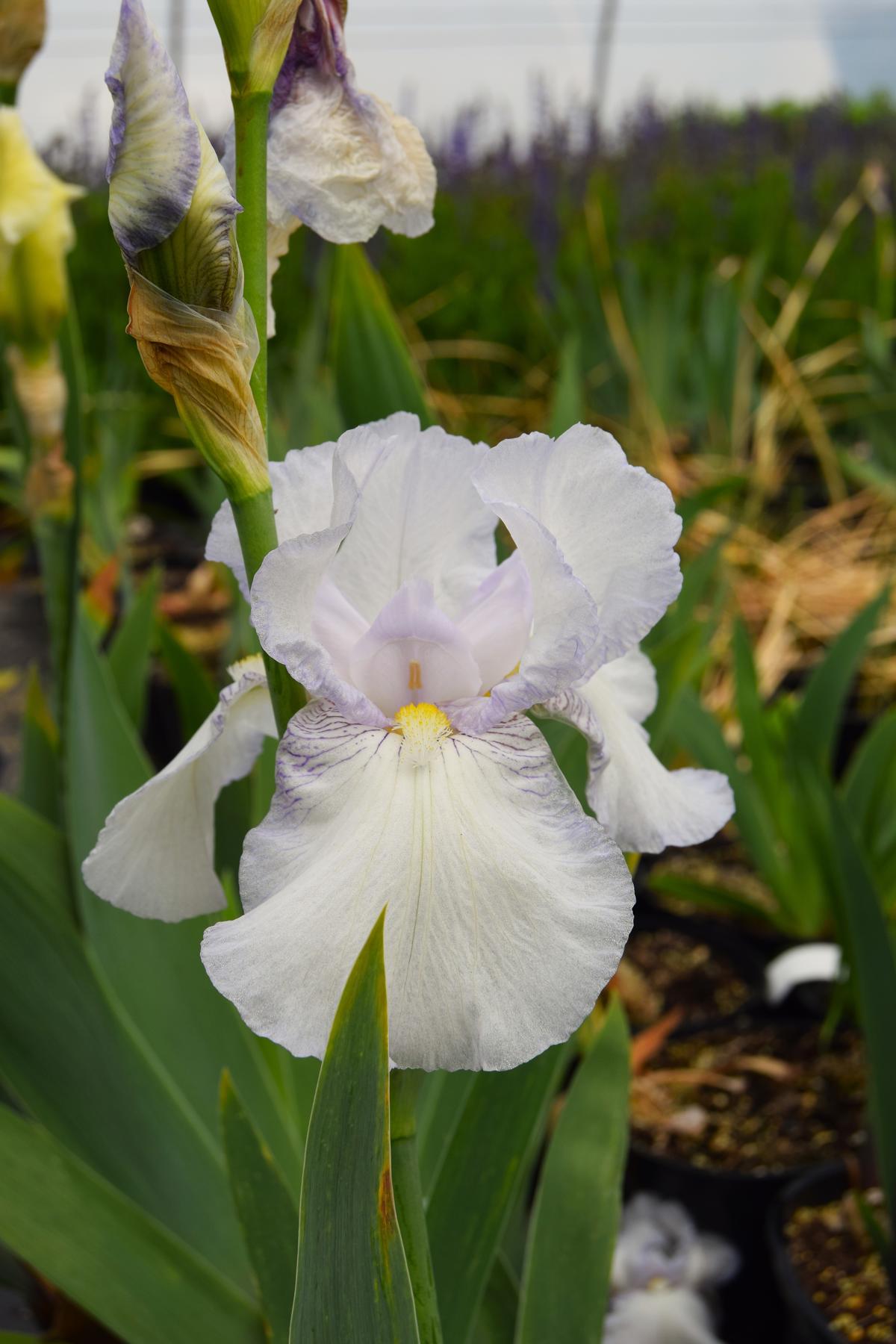 Iris 'Cliffs of Dover' ---