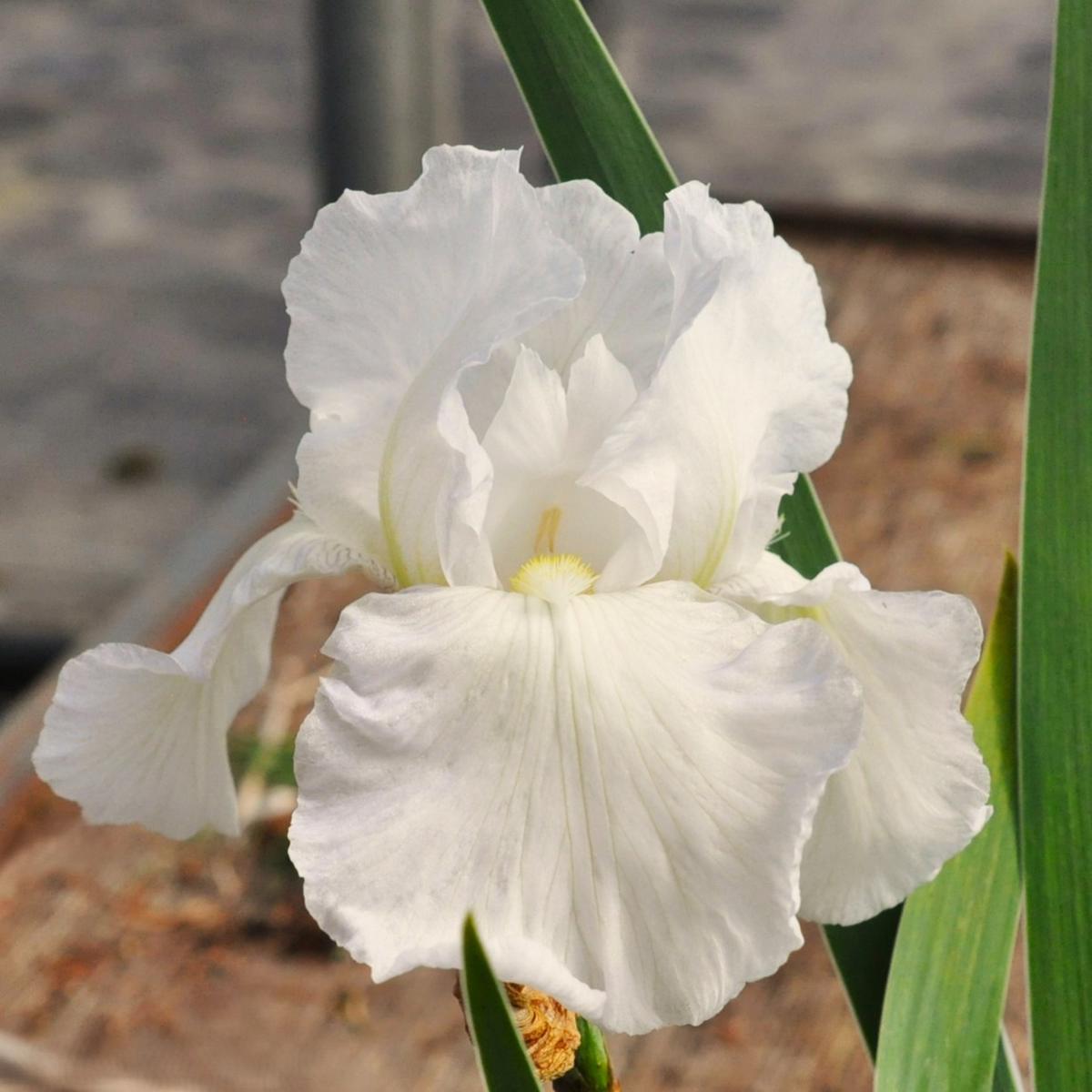 Iris 'Immortality' ---