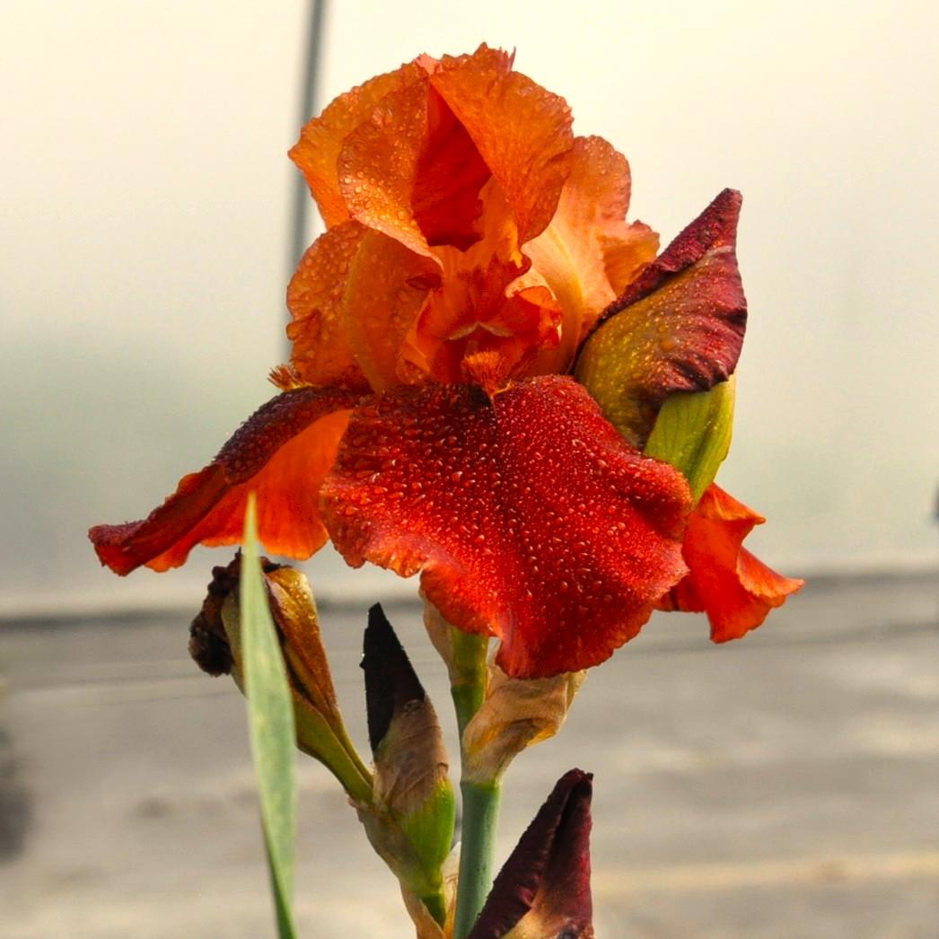 Iris 'Natchez Trace' ---