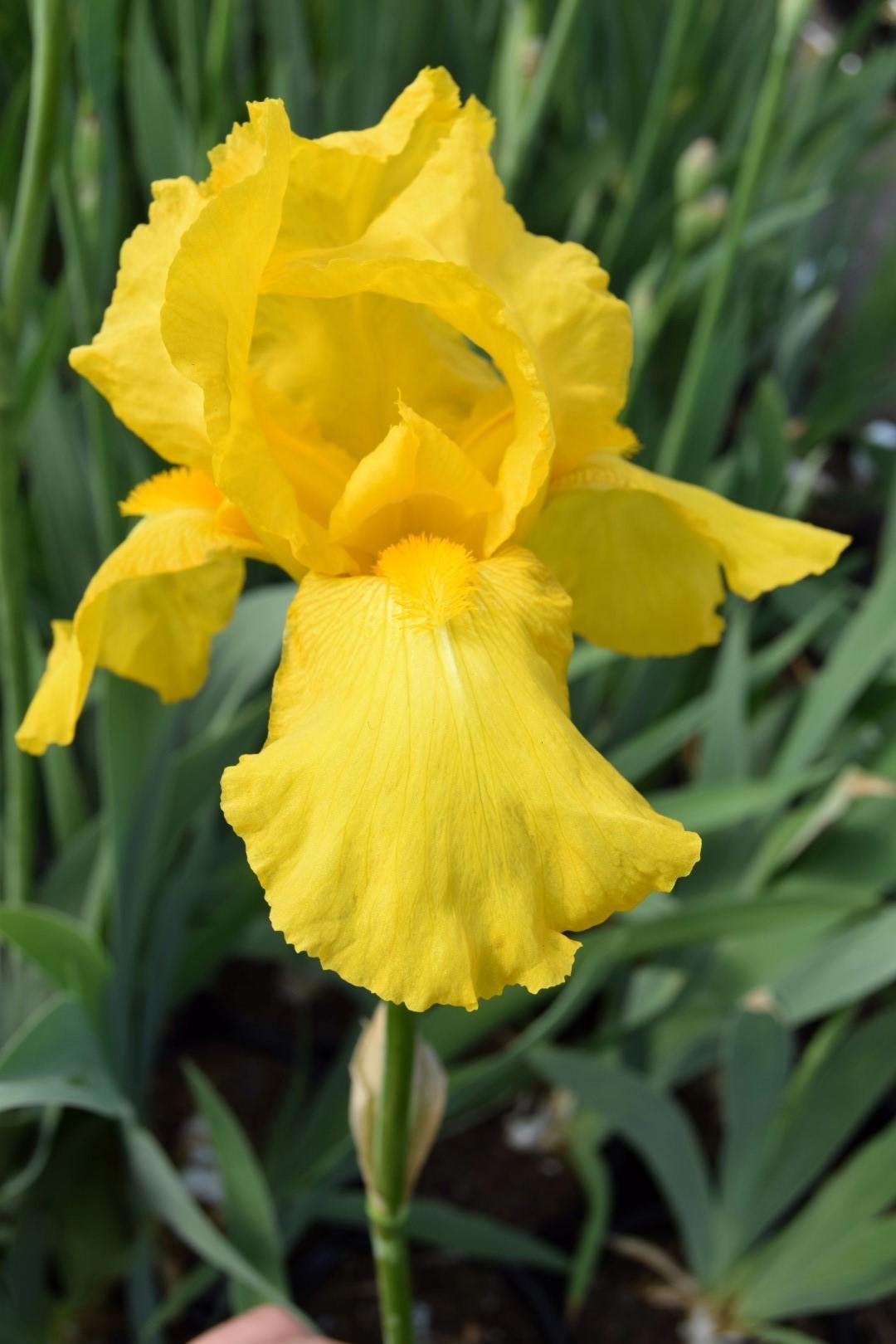 Iris 'Ola Kalá' (yellow) ---