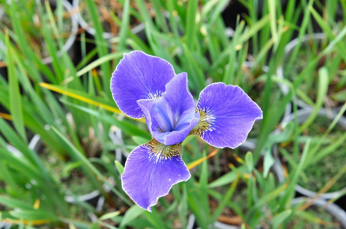Iris sibirica 'Silver Edge' ---