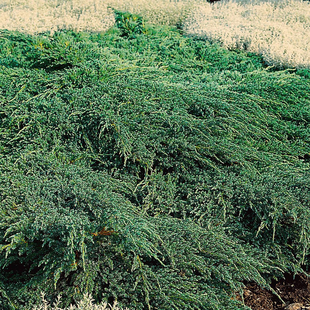 Juniperus squamata 'Blue Carpet' ---