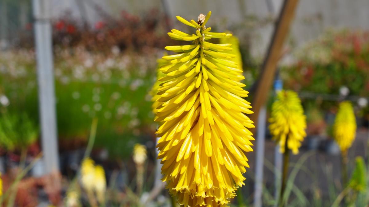 Kniphofia 'Bees' Lemon' ---