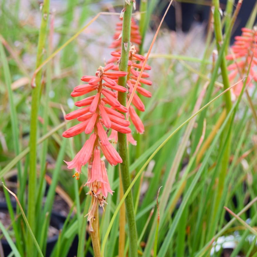 Kniphofia 'Redhot Popsicle' ---