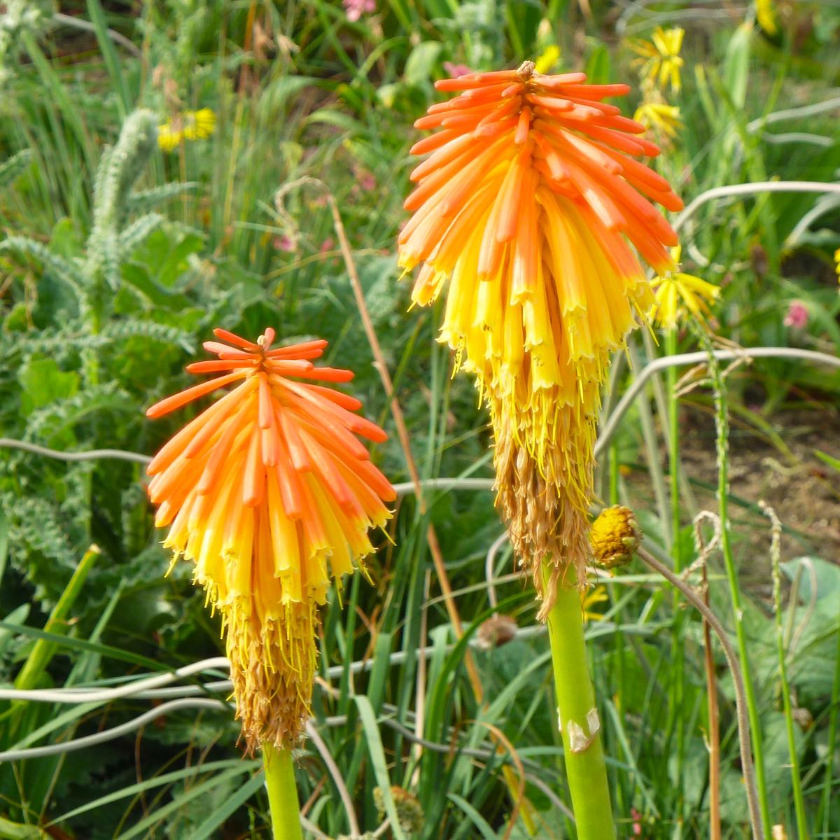 Kniphofia rooperi ---