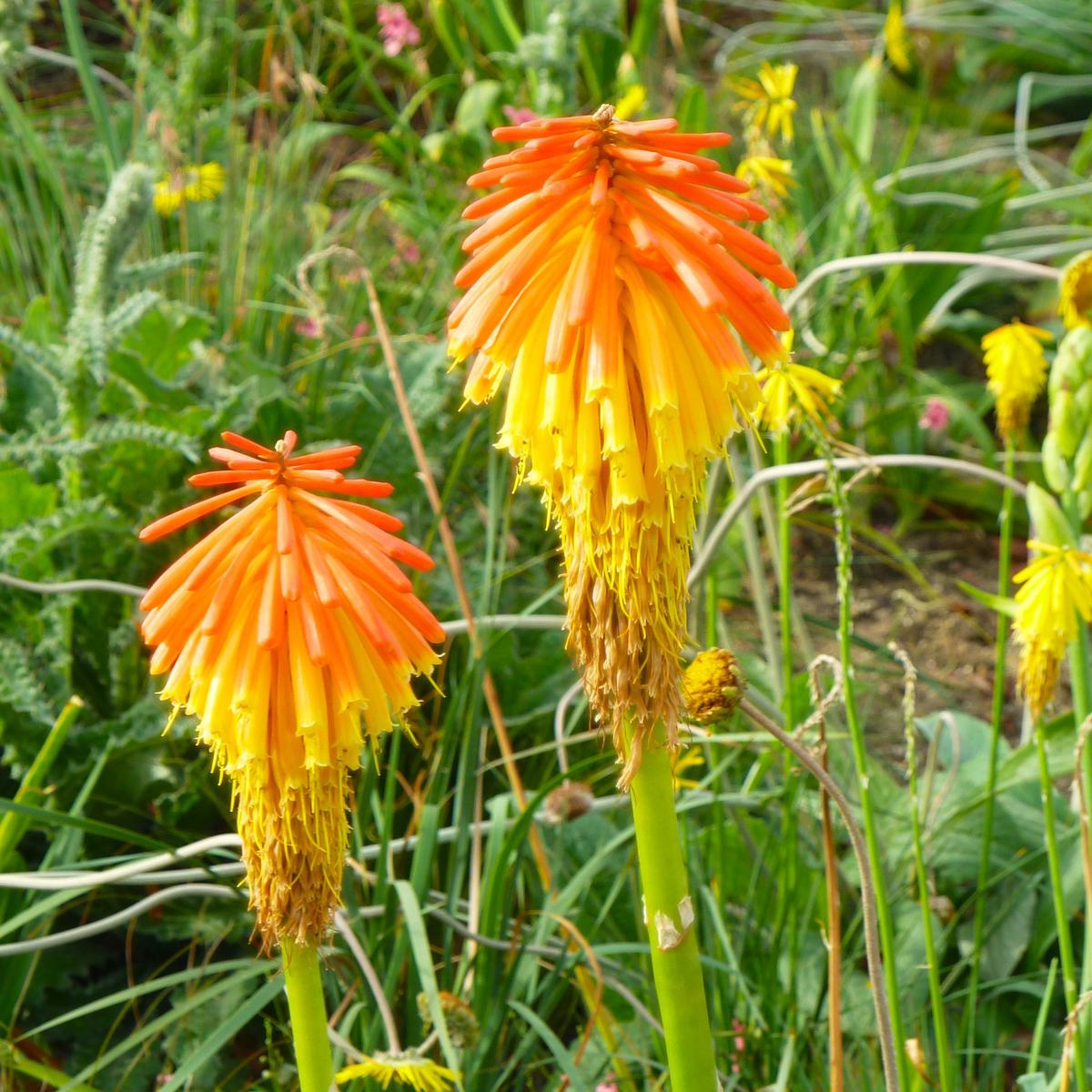 Kniphofia rooperi ---
