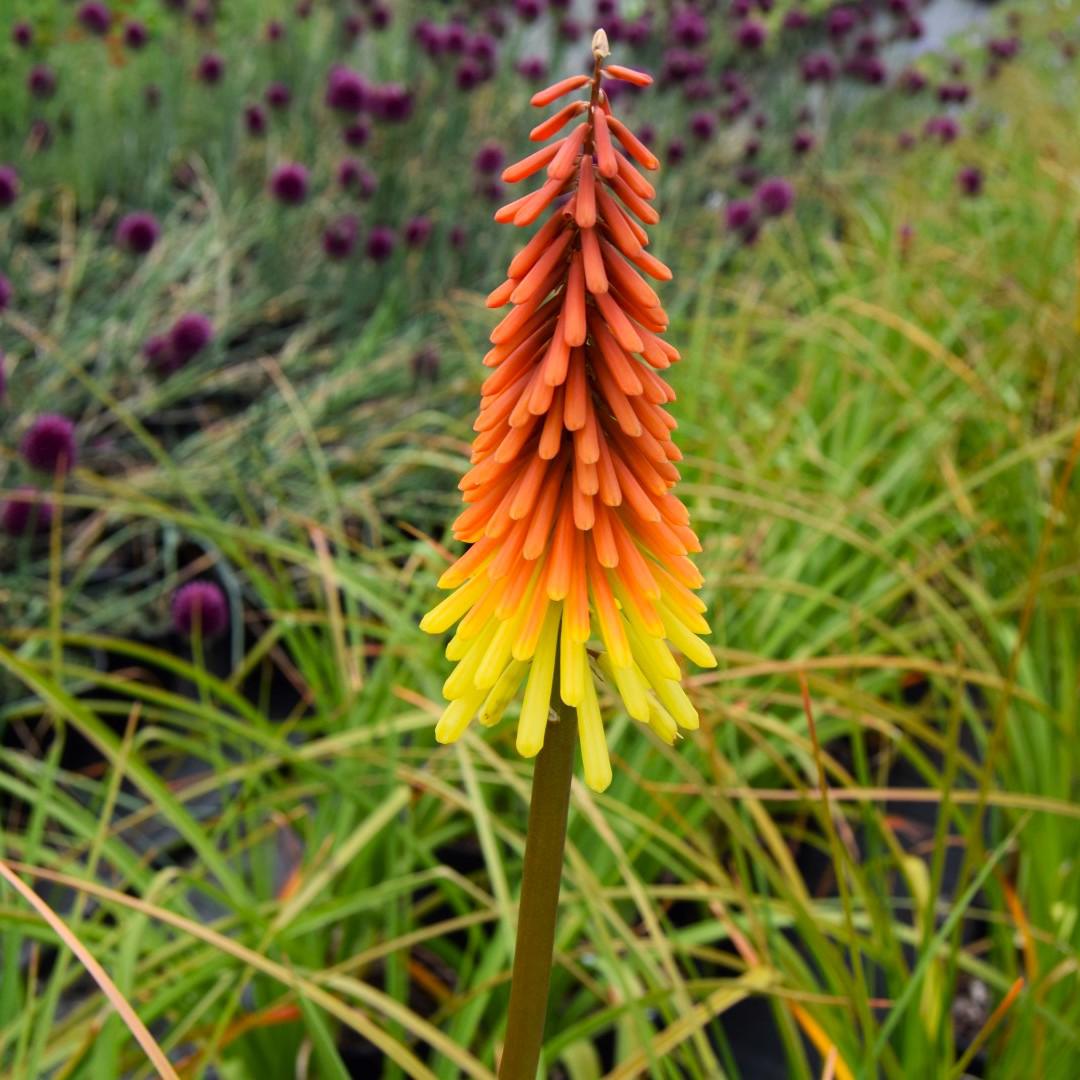 Kniphofia 'Royal Standard' ---