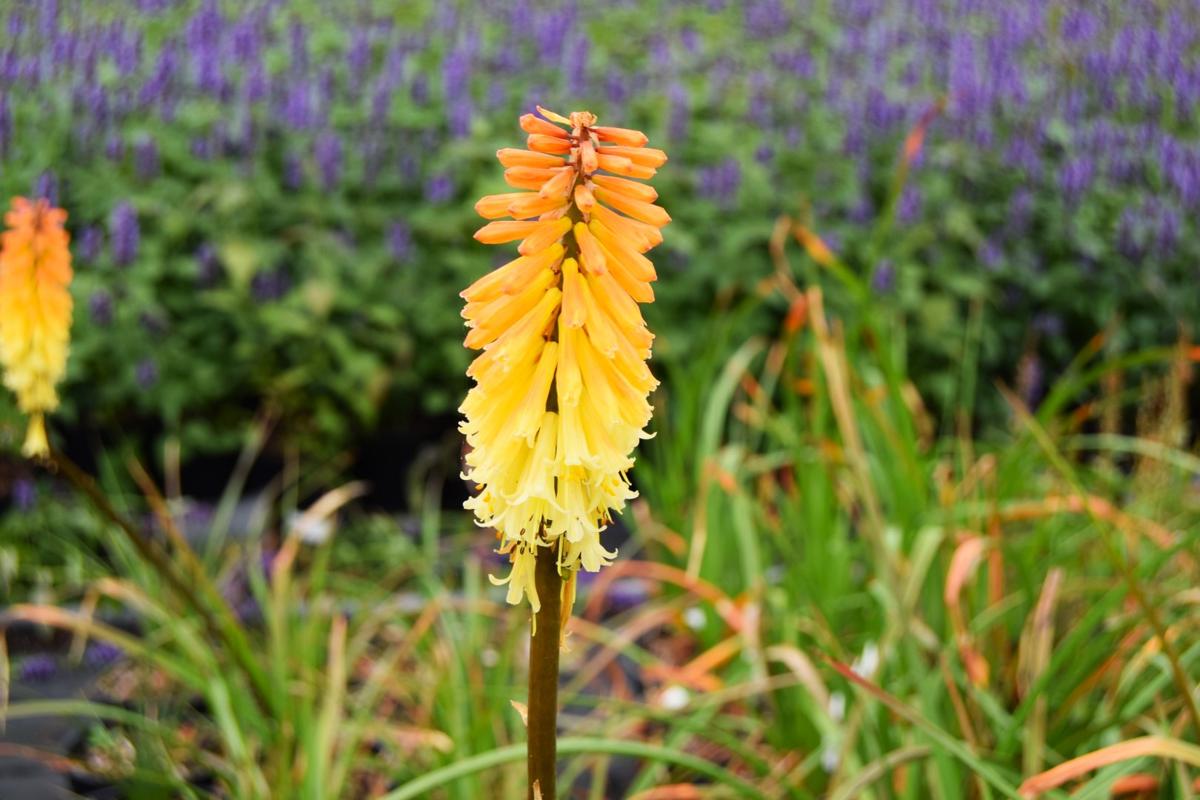 Kniphofia 'Tawny King' ---