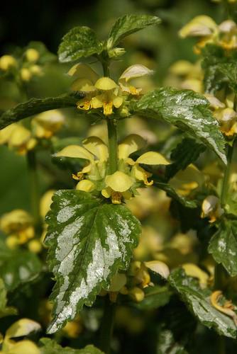 Lamium galeobdolon 'Florentinum' ---