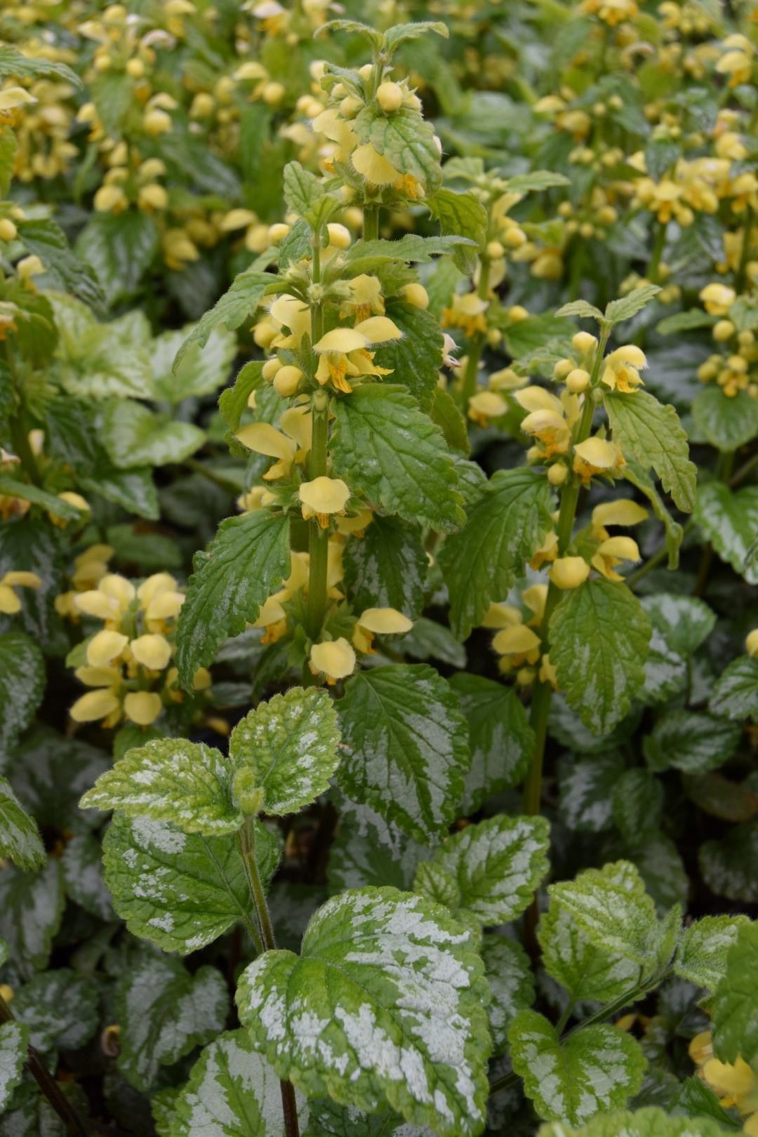Lamium galeobdolon 'Florentinum' ---