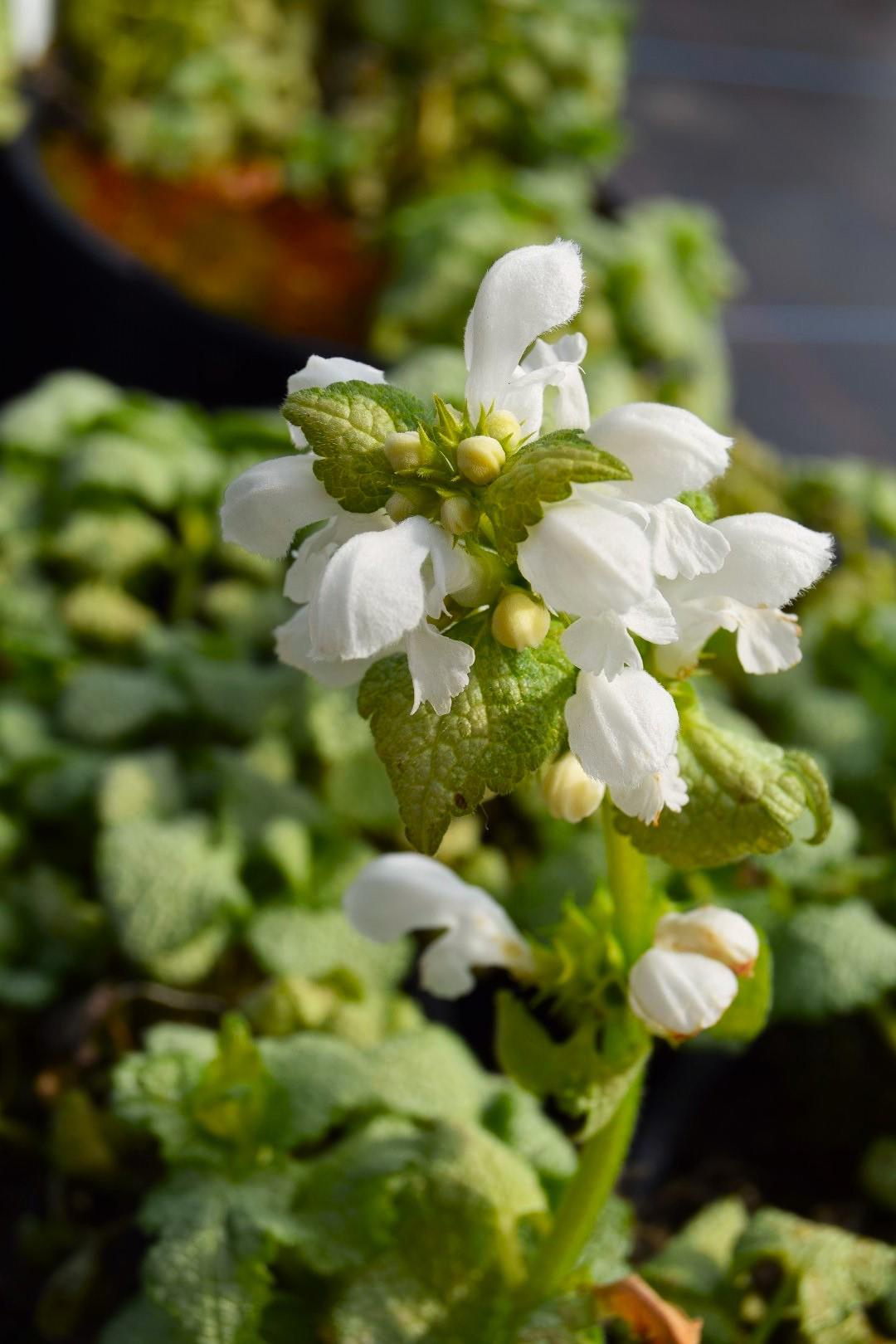 Lamium maculatum 'White Nancy'