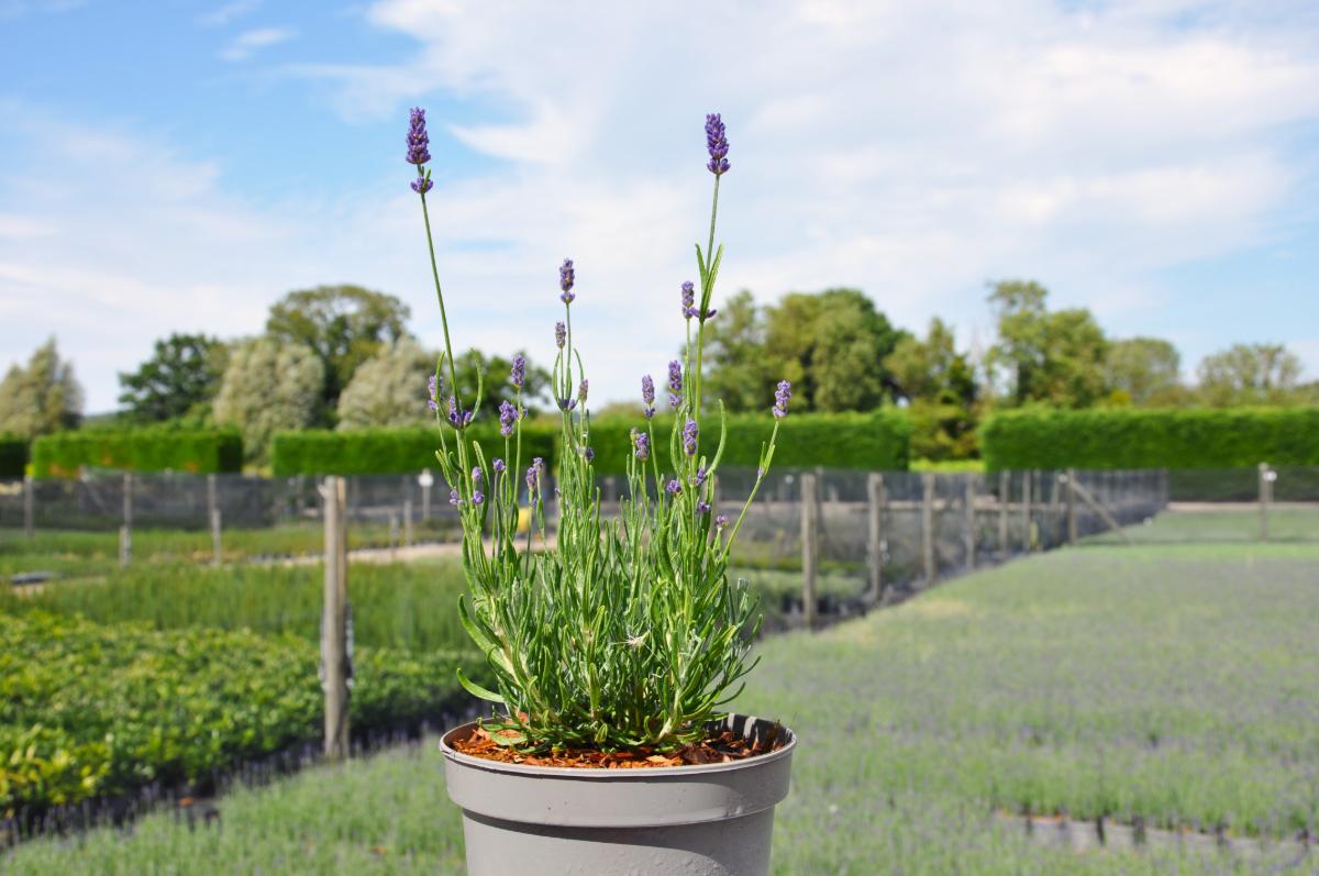 Lavandula angustifolia 'Hidcote'