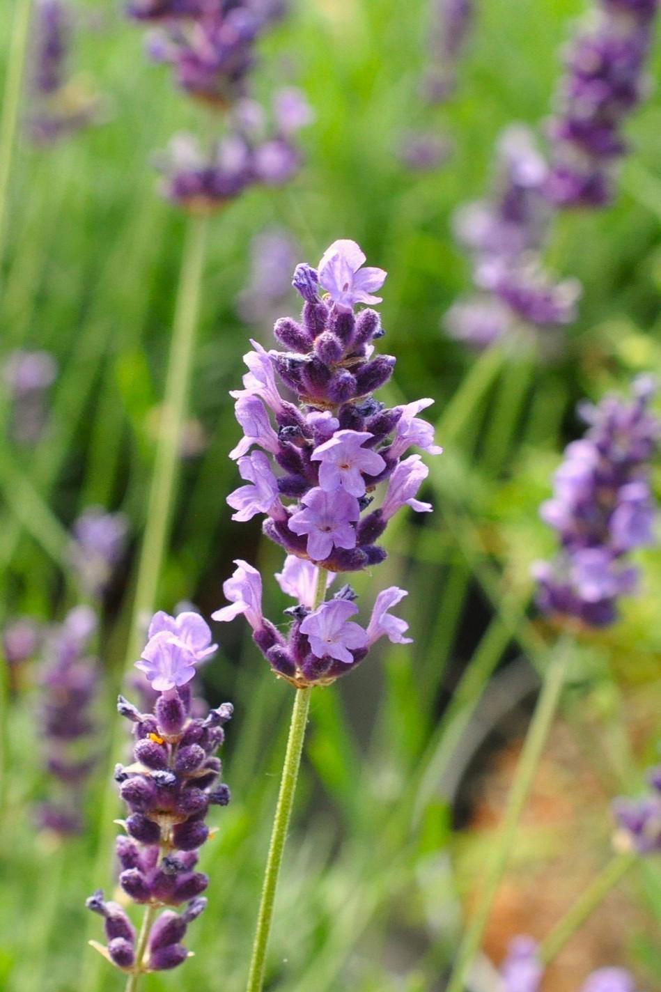 Lavandula angustifolia 'Hidcote' 15-20 cm