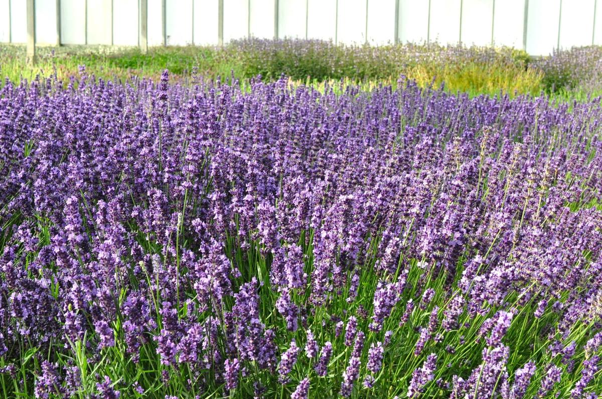 Lavandula angustifolia 'Hidcote' 15-20 cm