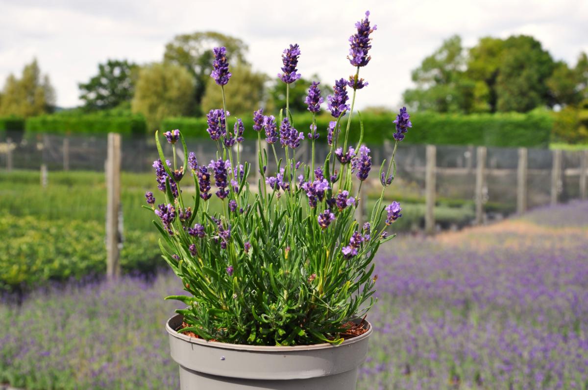 Lavandula angustifolia 'Hidcote'