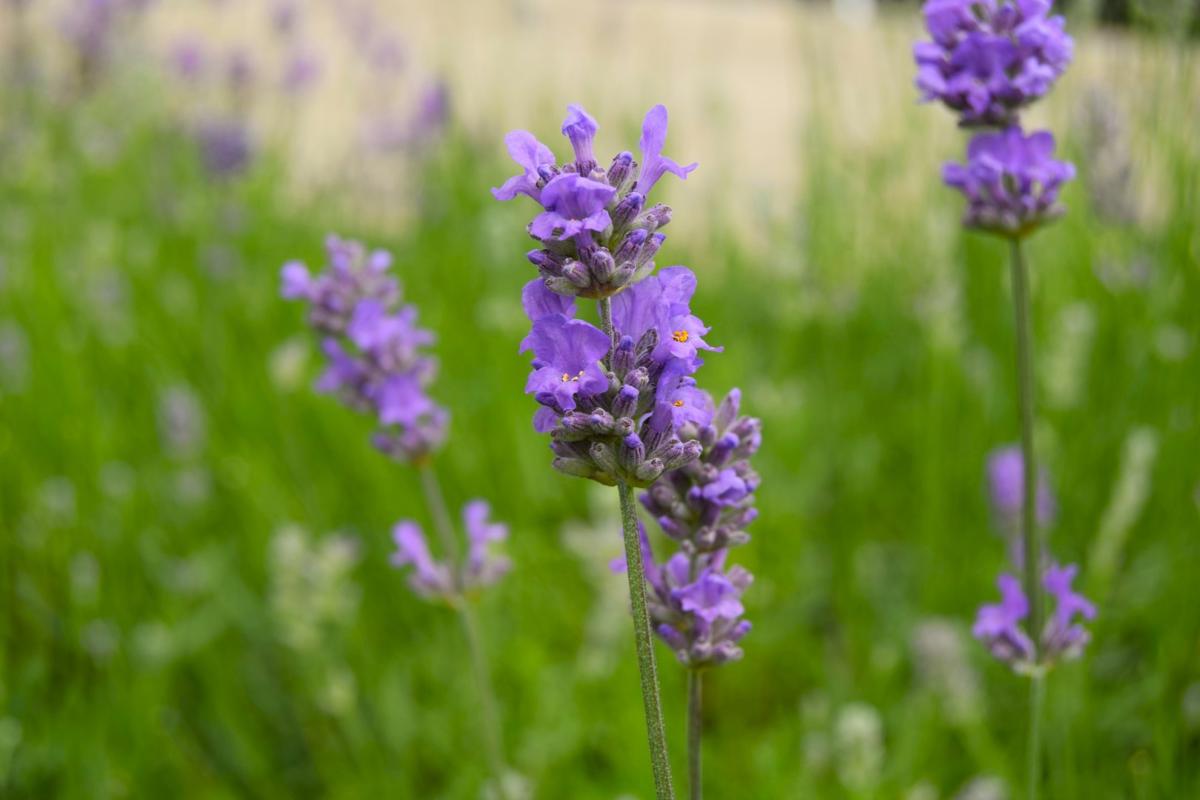 Lavandula angustifolia 'Munstead' 20-30 cm