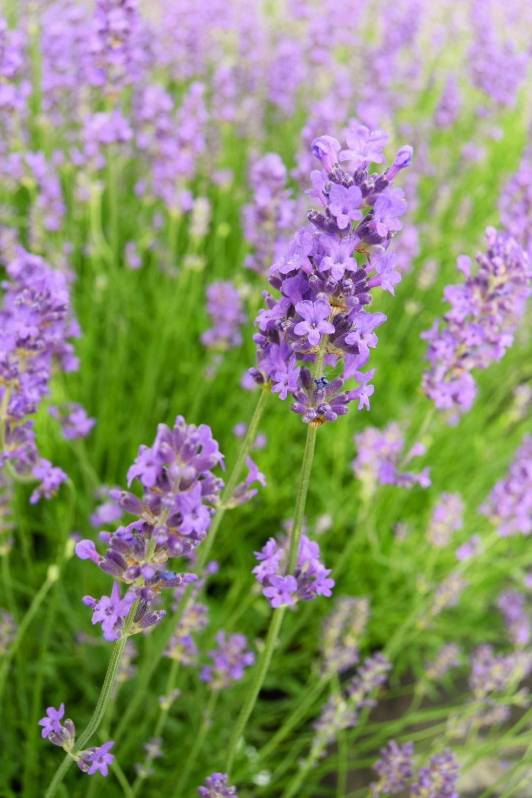 Lavandula angustifolia 'Munstead' 20-30 cm