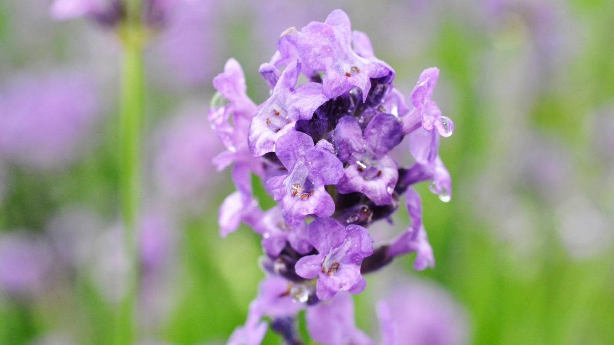 Lavandula angustifolia