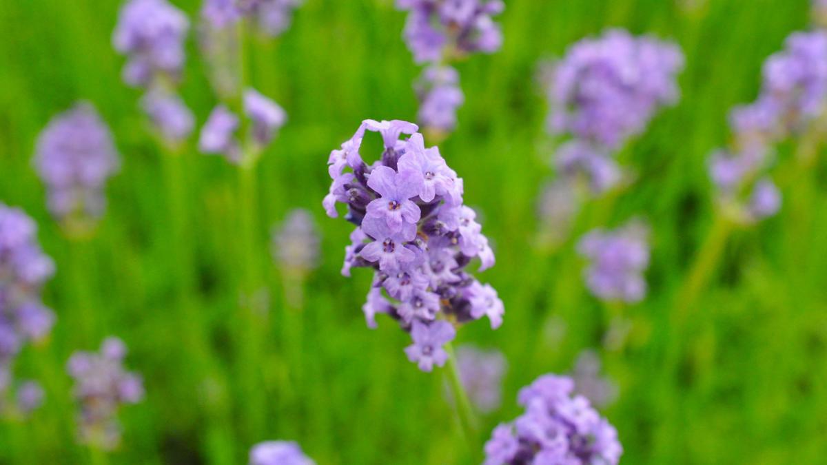 Lavandula angustifolia 10-15 cm