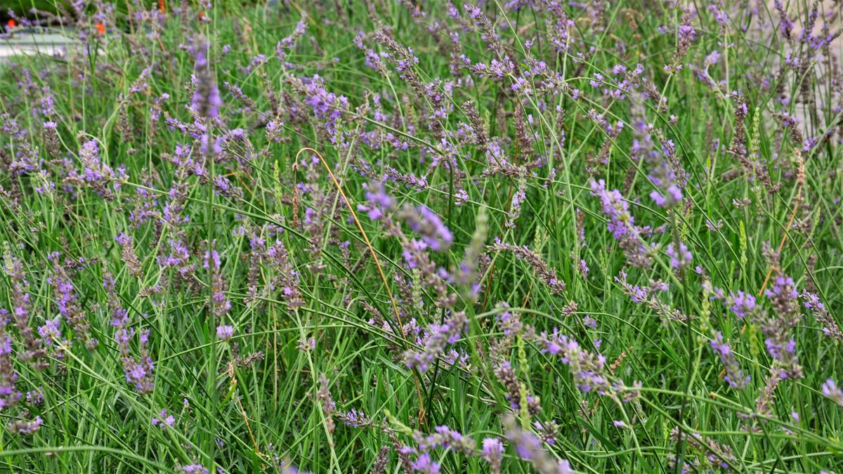 Lavandula angustifolia 10-15 cm
