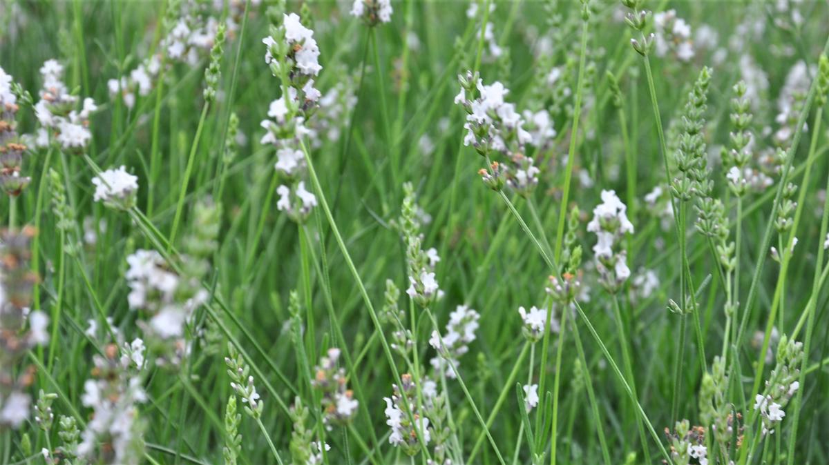 Lavandula x intermedia 'Edelweiss' 15-20 cm