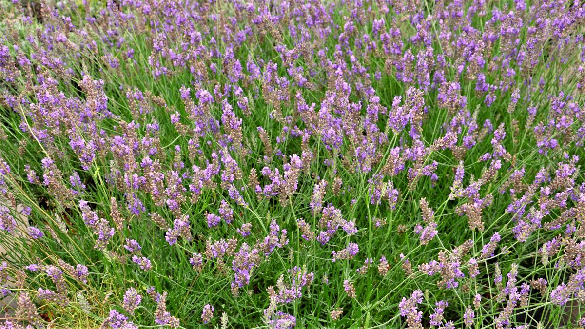 Lavandula x intermedia 'Grosso'