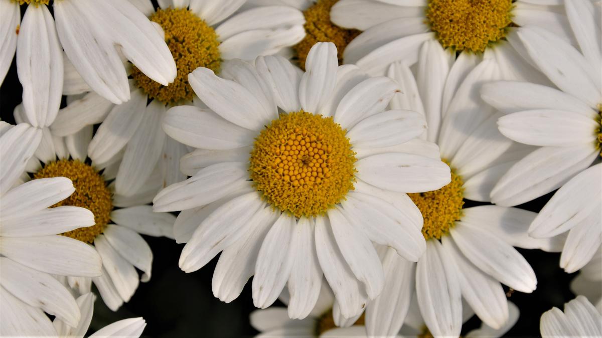 Leucanthemum x superbum 'Snowcap' ---