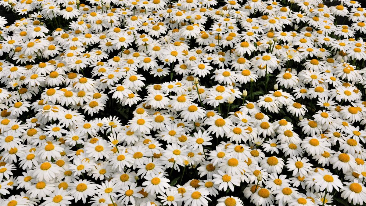 Leucanthemum x superbum 'Snowcap' ---