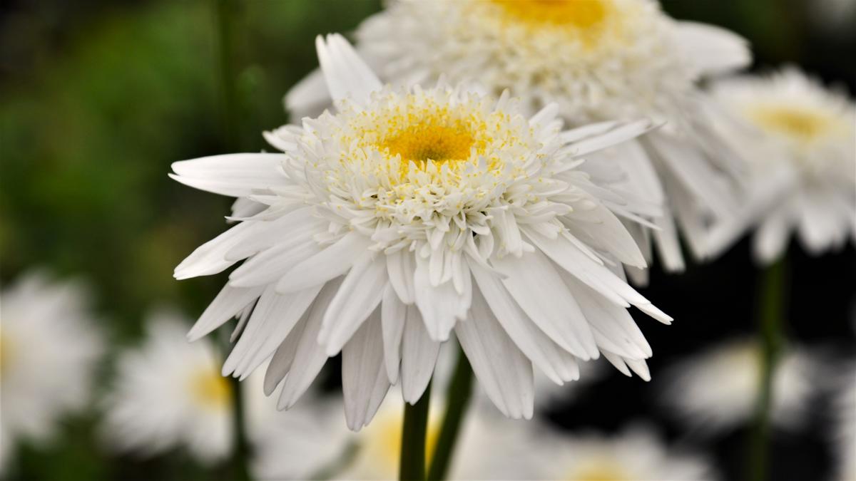 Leucanthemum x superbum 'Wirral Supreme' ---