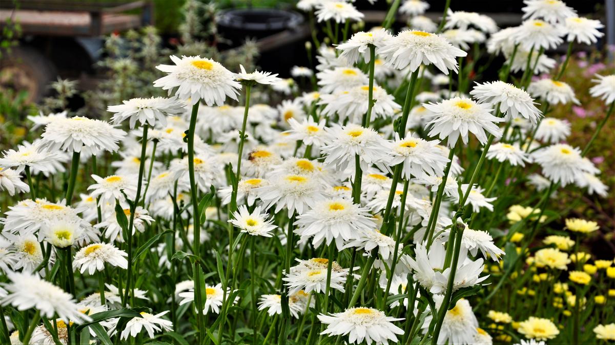 Leucanthemum x superbum 'Wirral Supreme' ---