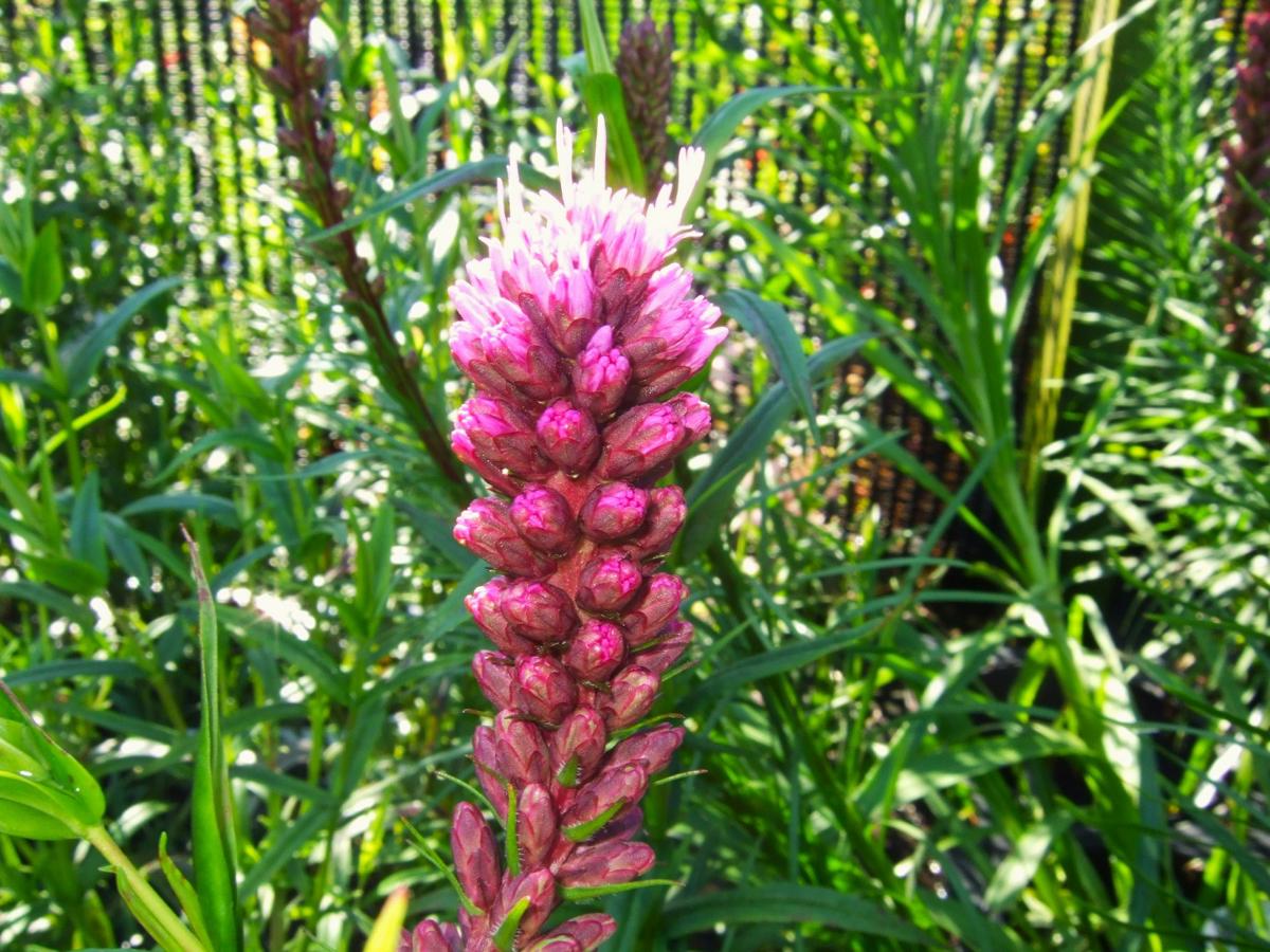 Liatris spicata 'Kobold' ---