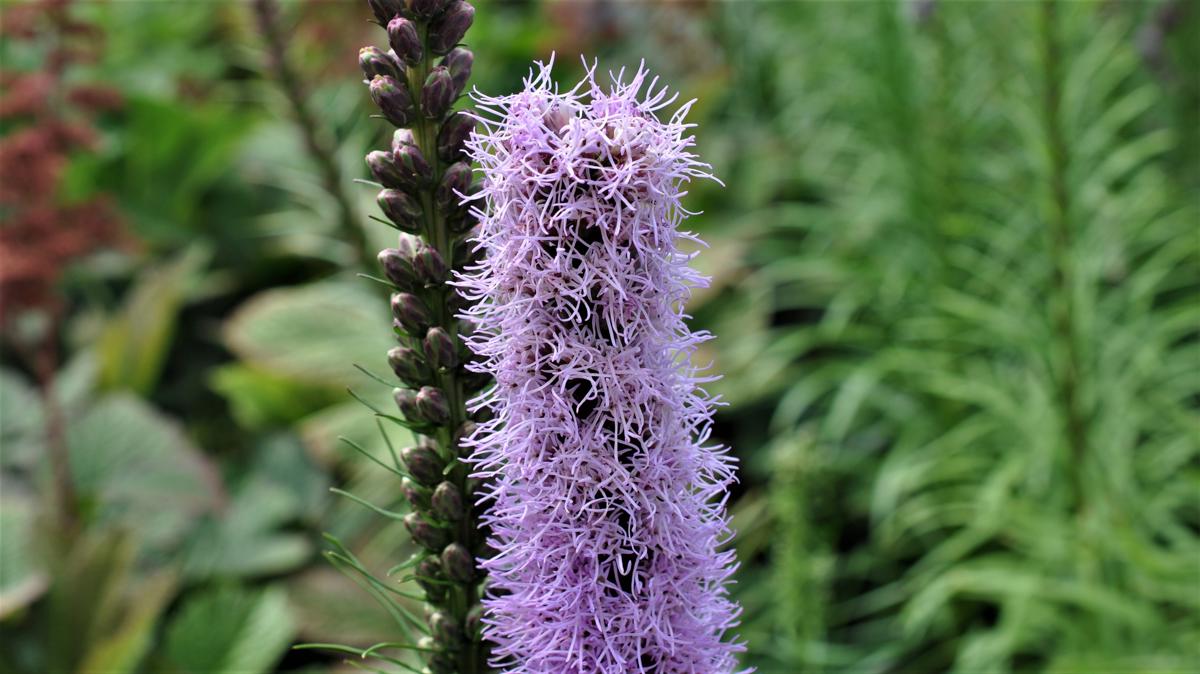 Liatris spicata
