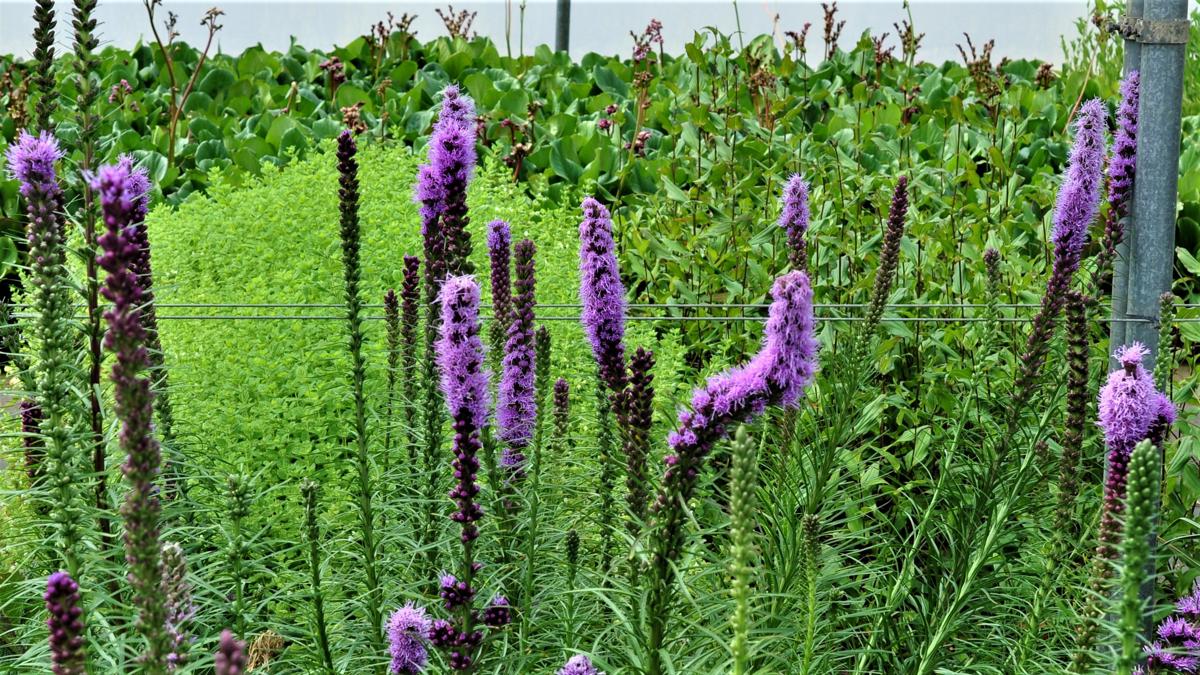 Liatris spicata ---